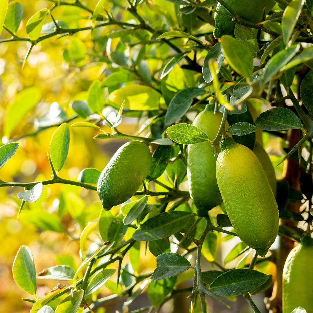 Australian Native Finger Lime